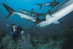 sub squali immersione mare