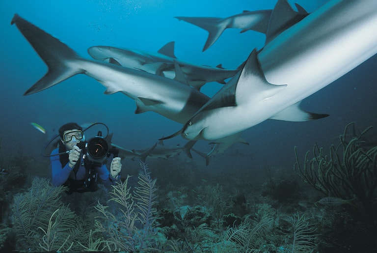 sub squali immersione mare