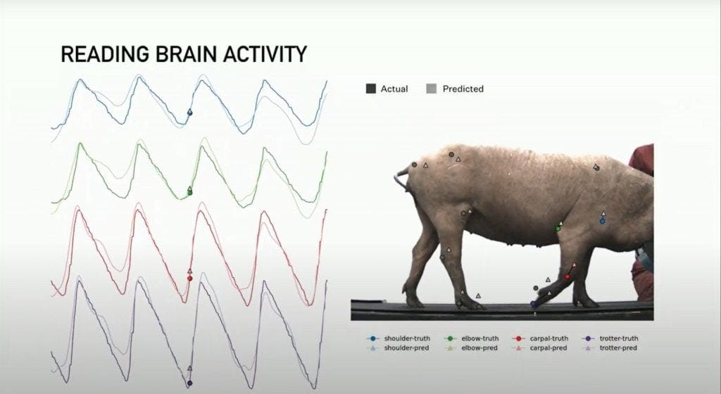 maiale, Neuralink, attività cerebrale 